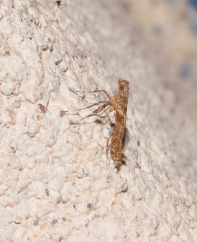 Caloptilia cuculipennella
